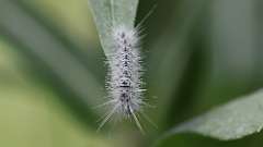 10: Hickory Tussock Moth caterpillar 0C3_0394