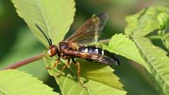 2: cicada killer wasp 0C3_0505