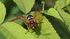 3: cicada killer wasp 0C3_0524