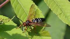 4: cicada killer wasp 0C3_0544