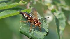 5: cicada killer wasp 0C3_0568