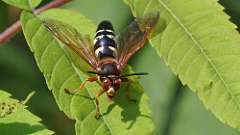 6: cicada killer wasp 0C3_0625