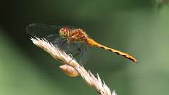 11: meadowhawk dragonfly 0C3_0085