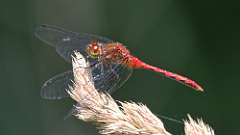 12: meadowhawk dragonfly 0C3_0163