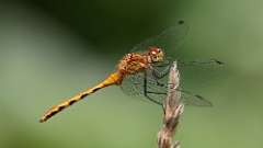 13: meadowhawk dragonfly 0C3_0202