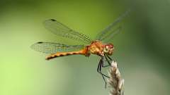 14: meadowhawk dragonfly 0C3_0254