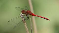 15: meadowhawk dragonfly 0C3_0281