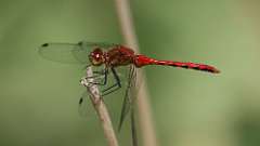 16: meadowhawk dragonfly 0C3_0289