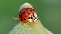 3: Asian Lady Beetle 6M2_0073