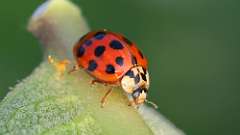 4: Asian Lady Beetle 6M2_0076