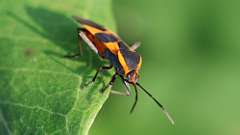 5: Large milkweed bug 6M2_0037