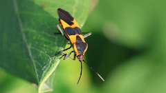 6: Large milkweed bug 6M2_0052