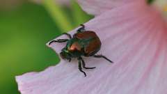 1: Japanese beetle 6M2_0777