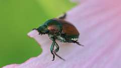 2: Japanese beetle 6M2_0793