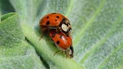 3: multicolored Asian lady beetle 6M2_0520