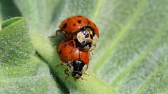 4: multicolored Asian lady beetle 6M2_0526