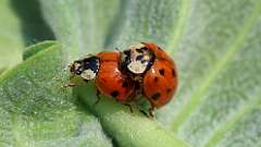 5: multicolored Asian lady beetle 6M2_0538