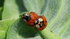 6: multicolored Asian lady beetle 6M2_0541