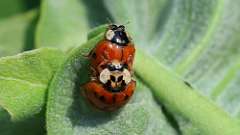 7: multicolored Asian lady beetle 6M2_0544