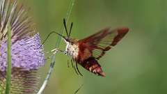 1: Hummingbird Clearwing Moth 0C3_0197