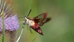 2: Hummingbird Clearwing Moth 0C3_0203