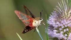 3: Hummingbird Clearwing Moth 0C3_0245