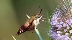 4: Hummingbird Clearwing Moth 0C3_0268