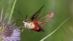 5: Hummingbird Clearwing Moth 0C3_0293