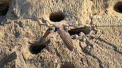 1: Bank Swallow 0 6M2_0024_12