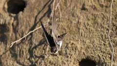 5: Bank Swallow 6M2_0439_14