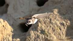 6: Bank Swallow 6M2_0443_10