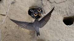 8: Bank Swallow babies 6M2_0015_011