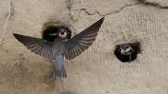 9: Bank Swallow babies 6M2_0028_12