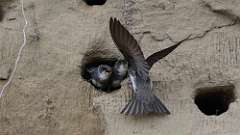 10: Bank Swallow babies 6M2_0038_073