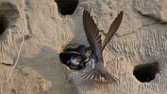 11: Bank Swallow babies 6M2_0049_025