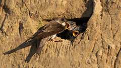 13: Bank Swallow babies 6M2_2447_32