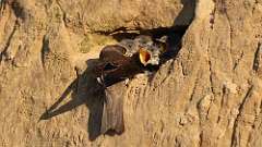 15: Bank Swallow babies 6M2_2448_40