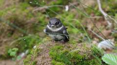 17: young bank swallow 6M2_0179