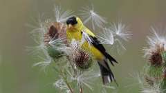 1: American Goldfinch 0C3_0481