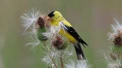 2: American Goldfinch 0C3_0496