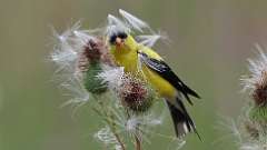 3: American Goldfinch 0C3_0520