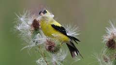 4: American Goldfinch 0C3_0630