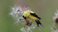 5: American Goldfinch 0C3_0647