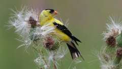 6: American Goldfinch 0C3_0688