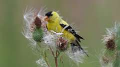 7: American Goldfinch 0C3_0720