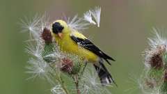 8: American Goldfinch 0C3_0727