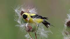 9: American Goldfinch 0C3_0743