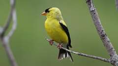 11: American Goldfinch 0C3_0787