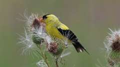 10: American Goldfinch 0C3_0900