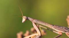 1: Praying Mantis 6M2_0358